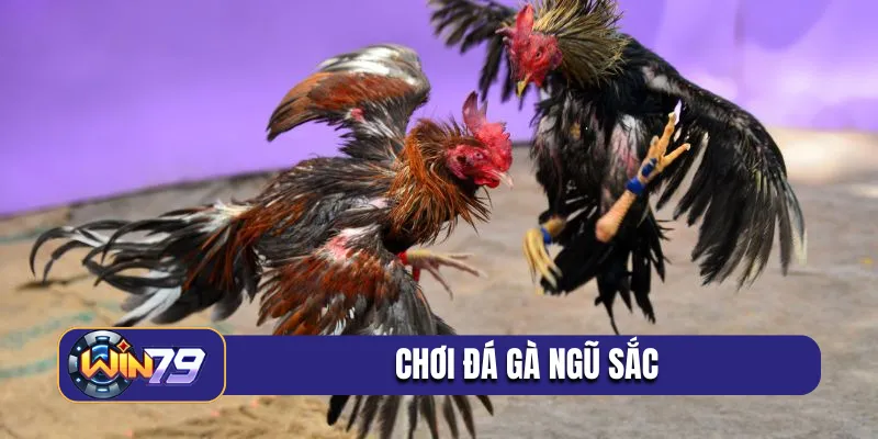 chơi đá gà ngũ sắc