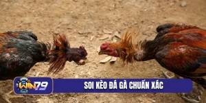 soi kèo đá gà chuẩn xác