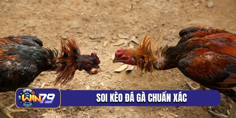 soi kèo đá gà chuẩn xác